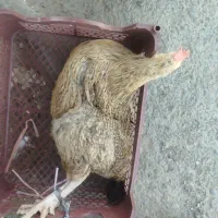 مرغ خروس ونیمه بزرگ