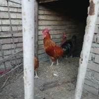 خروس محلی جوان و سرحال