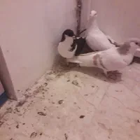 کفتر رنگی و جفتی|پرنده|محمدیه-قزوین, |دیوار