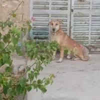 سگ  نگهبانی|سگ|مسجد سلیمان, |دیوار