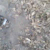 زمین فروشی اکبرآباددیوان بیگی