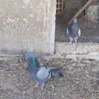 سبز دوخط کفتر پلاکی زره ای پرشی|پرنده|نجف‌آباد, قلعه سفید|دیوار