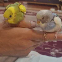 مرغ عشق