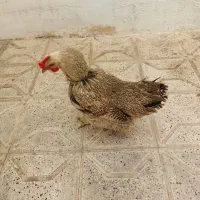 مرغ گلپایگان|حیوانات مزرعه|مشهد, رضاشهر|دیوار