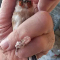 سهره نر وماده چونه سفید جفتی|پرنده|پردیس, فاز ۸|دیوار