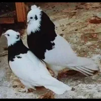 طوقی دستی|پرنده|کرمان, |دیوار