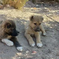 توله سگ|سگ|پیشوا, |دیوار