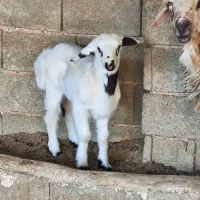 ۲ راس میش.. بره دار و ابسن|حیوانات مزرعه|شیراز, شاپورجان|دیوار