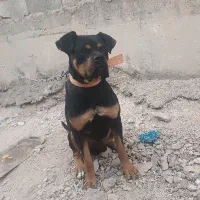 سگ روتوایلر