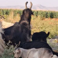 فروش دوبر جوان|حیوانات مزرعه|شیراز, شهدای شهرک سعدی|دیوار