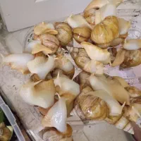 حلزون‌ها آرایشی و بهداشتی درمانی