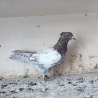 کبوتر کله‌دار3عدد|پرنده|سنندج, |دیوار