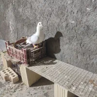 پشتی خوشکل|پرنده|تربت جام, والفجر|دیوار