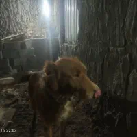 سگ برای نگهبانی|سگ|رفسنجان, |دیوار