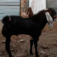 نربز گلابی|حیوانات مزرعه|نصر آباد, |دیوار