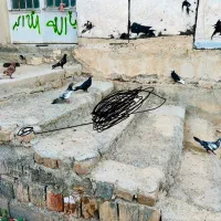 ۷عدد کفتر