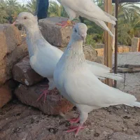 ۳تا کله الماسی