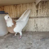 کبوتر پرشی|پرنده|سمنان, |دیوار