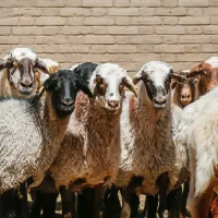 بره نر پای پروار