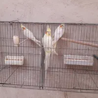 فروش تعدادی عروس هلندی درگوگان|پرنده|آذرشهر, |دیوار