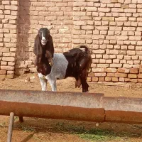 بز پاکستانی