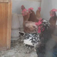 مرغ و خروس|حیوانات مزرعه|اصفهان, شیخ اشراق|دیوار
