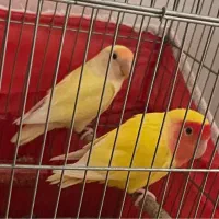 طوطی برزیلی