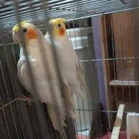 یک جفت عروس هلندی|پرنده|دلیجان, |دیوار