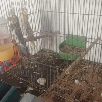 طوطی عروس تخم گذار|پرنده|رشت, هلال احمر|دیوار