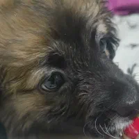 سگ اشپیتز پامر