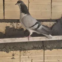 کفتر گچی|پرنده|حبیب آباد, |دیوار