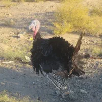 بوقلمون نر|حیوانات مزرعه|سیرجان, |دیوار