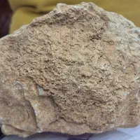 فسیل|کلکسیون اشیاء عتیقه|تهران, مخصوص|دیوار