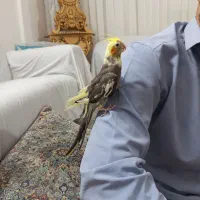 حراج
