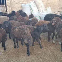 19 راس بره ماده جفتی  78کیلو|حیوانات مزرعه|سجاس رود, |دیوار