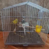 مرغ عشق سالم وسرحال