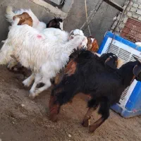 بزغاله نر  چاق گوشتی داشتی|حیوانات مزرعه|قدس, شهر‌قدس|دیوار