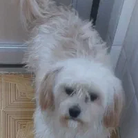 فروش زیباترین سگ دنیا|سگ|فولادشهر, باغشاد|دیوار