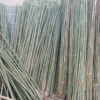 پای نهال بامبو