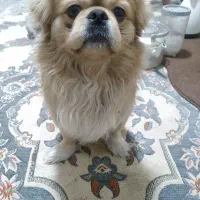 توله 2ساله پیکینز اصل