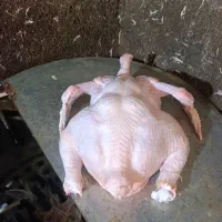 مرغ زنده همراه با پرکنی با بهترین قیمت|حیوانات مزرعه|بیرانوند, |دیوار