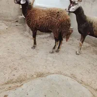 2راس توقلی زیرقوچی