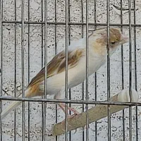 دو عدد قناری سفیدنر و یک عددسفید آهویی ماده|پرنده|کازرون, |دیوار