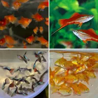 فروش انواع ماهی گیاهخوار|ماهی|مشهد, کلاهدوز|دیوار