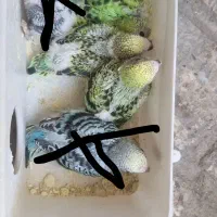 جوجه مرغ عشق