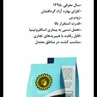 بذر کلزا