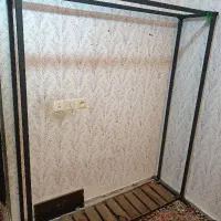 رگال
