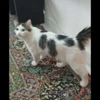 گربه نژاددار|گربه|اسلام‌شهر, زرافشان|دیوار