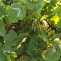 حراج|حراج|تالش, هشتپر|دیوار