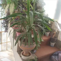 گل های اپارتمانی|گل و گیاه طبیعی|نورآباد, |دیوار